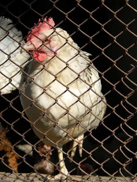 內見到了效 內見到了效