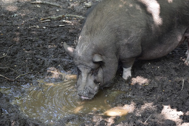 如何妥善处 如何妥善处
