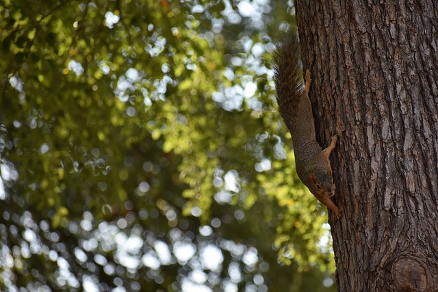 的发展和进 的发展和进